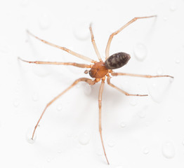 Spider on a white background with water drops