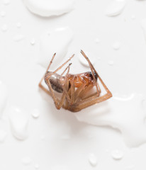 Spider on a white background with water drops