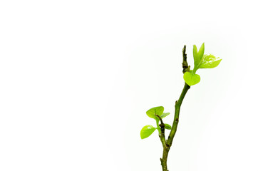 Fototapeta na wymiar The Herbal sprout. The tree branch.