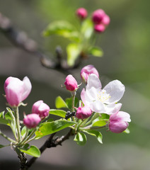 Fototapeta premium beautiful flowers on the apple tree in nature