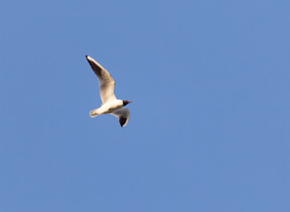 seagull in flight against a blue sky