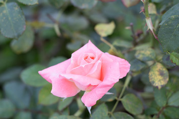 Beautiful rose in the garden