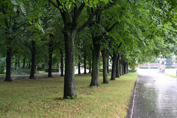 Trees along the asphalt road after rain
