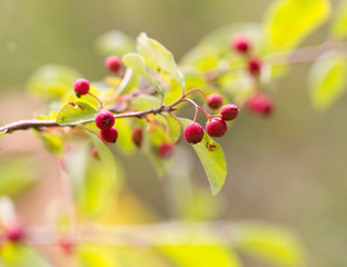 red berries on a bush in nature