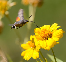 Fototapeta premium Sphingidae, known as bee Hawk-moth, enjoying the nectar of a yellow flower. Hummingbird moth. Calibri moth.