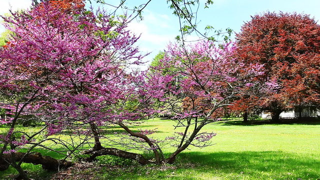 Colorful spring apple blossoms sway in a light breeze