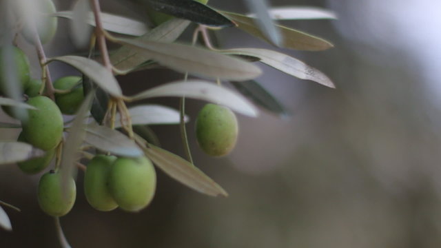 Olive tree with green olives. Olive Branch