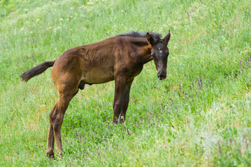 Naklejka na ściany i meble Cute young foal on a spring pasture