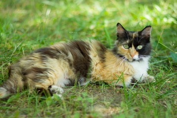Naklejka na ściany i meble Three colored cat laying in shady place in the summer grass
