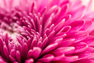 red flower chrysanthemum as background. close - Powered by Adobe