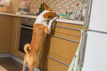Hungry young thief(basenji dog) having a look at kitchen bar and delighting beings home alone