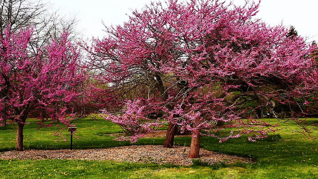 Trees filled with colorful spring apple blossoms