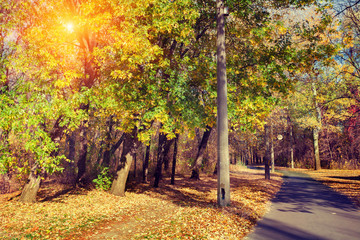 Fototapeta premium Autumn park in sunny day