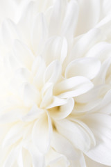 Fototapeta na wymiar white flower peony as the background