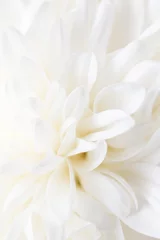 Keuken spatwand met foto witte bloempioen als achtergrond © schankz