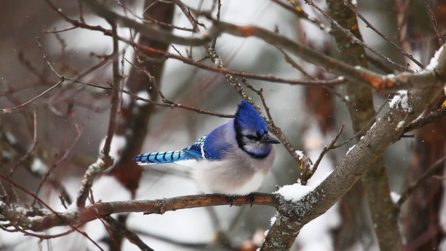 Blue Jay, Cyanocitta cristata, in winter