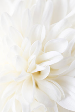 Fototapeta white flower peony as the background