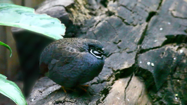 Chinese Painted Quail, Coturnix chinensis