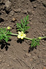 Yellow flower on the ground