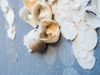 A new life is born, eggshell of unidentified animal on the concr