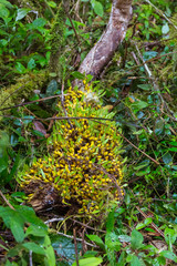 Orchid (Madagascar)