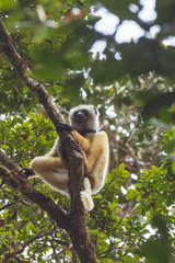 Diademed sifaka lemur (Madagascar)