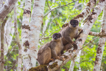  Brown lemurs family