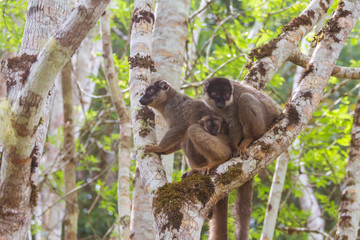  Brown lemurs family