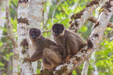  Brown lemurs family