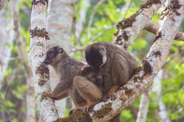  Brown lemurs family