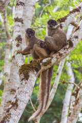  Brown lemurs family