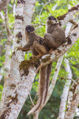  Brown lemurs family