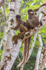  Brown lemurs family
