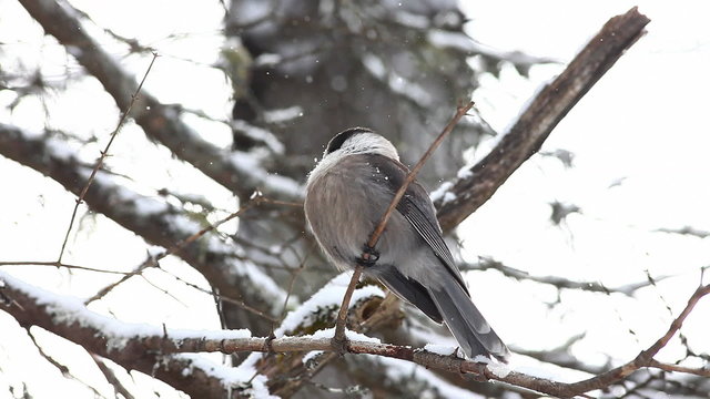Gray Jay, Perisoreus canadensis, puffs his feathers in Algonquin