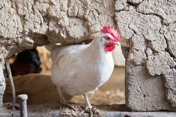 portrait of white chicken farm