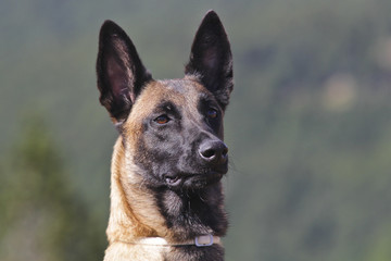 Head of belgian sheperd