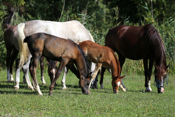 Obraz na płótnie Canvas Beautiful Purebred Arabian Horses Grazing On Pasture Summertime