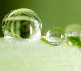 Water drops on the fresh green shoot. Super Macro