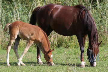 Arabian horses eating green grass green summer pasture