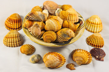 seashells collection isolated, Seashell background