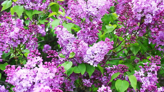 Close view of Lilac trees in colorful bloom