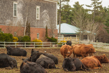 Cows taking a break after breakfast, Chester, Nova Scotia