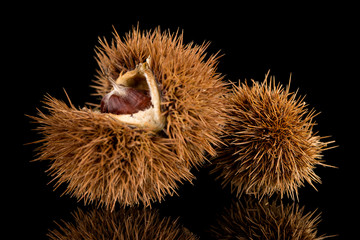Chestnuts on a black reflective background
