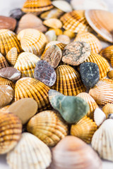 seashells and stones isolated on white background