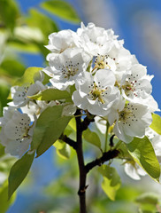 Blossoming Pear