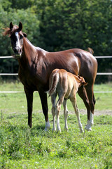 Obraz premium Beautiful mare with her little filly on meadow