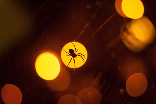 spider siiting on blurred light bokeh