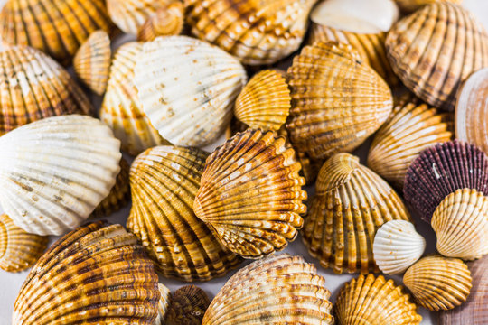 seashells collection isolated, Seashell background