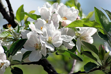 Flowering apple