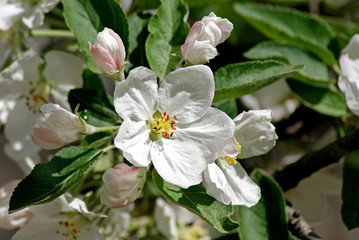 Flowering apple